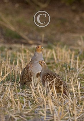 Pair Grey Partridge